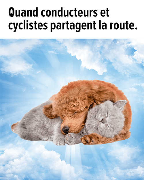 L’image représente un chien et un chat dormant paisiblement, lovés l’un contre l’autre, et sur laquelle est écrit en surimpression « Quand conducteurs et cyclistes partagent la route. ».